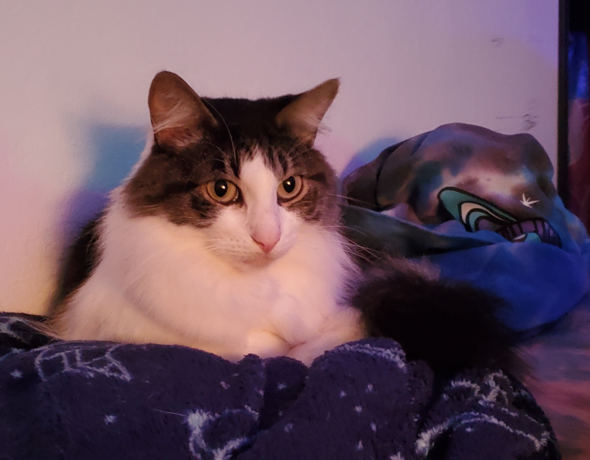 Black and white cat comfortably seated on a blanket